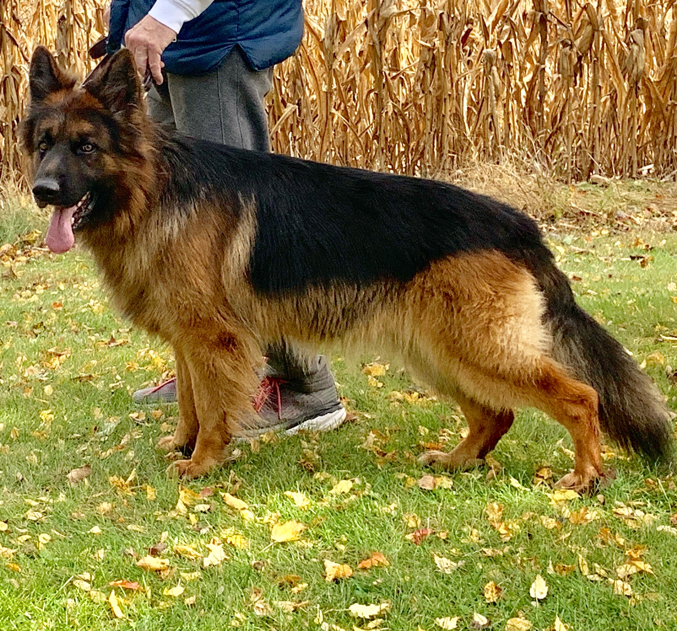 German Shepherds For Sale In Chicago Illinois Regis Regal