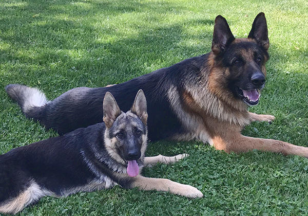 Illinois German Shepherd Service Dogs & Puppies - Regis Regal