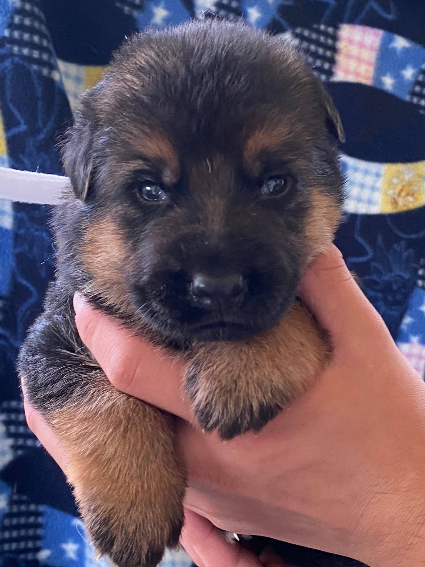 Female German Shepherd Puppy for sale