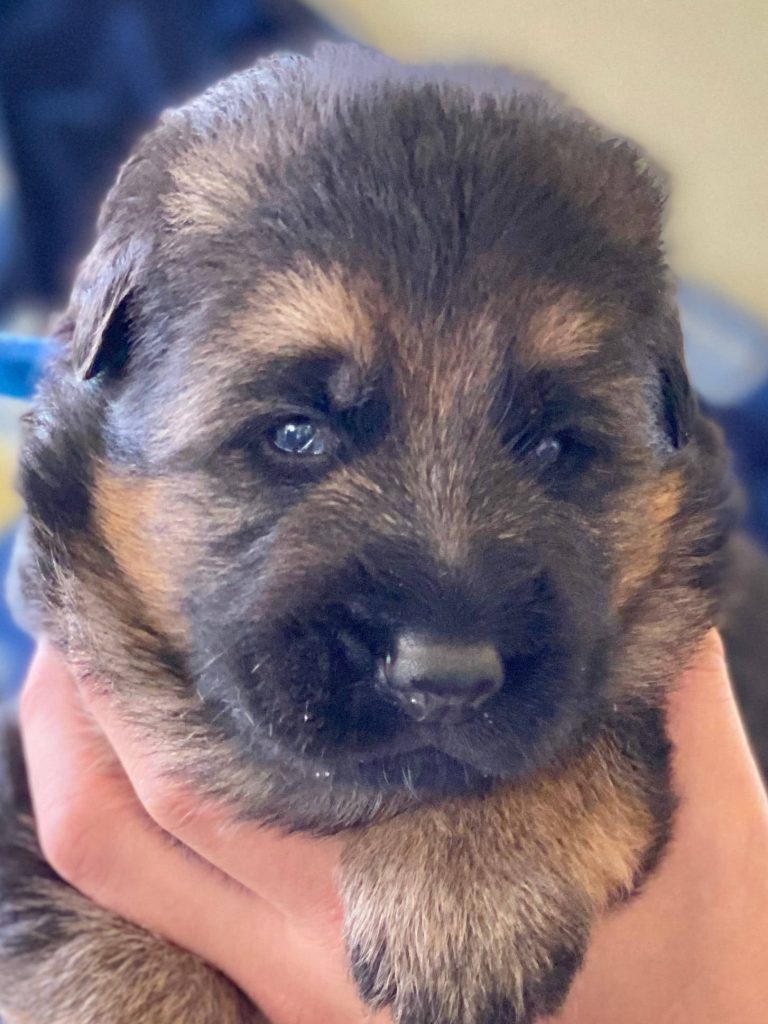 German Shepherd puppy for sale Chicago