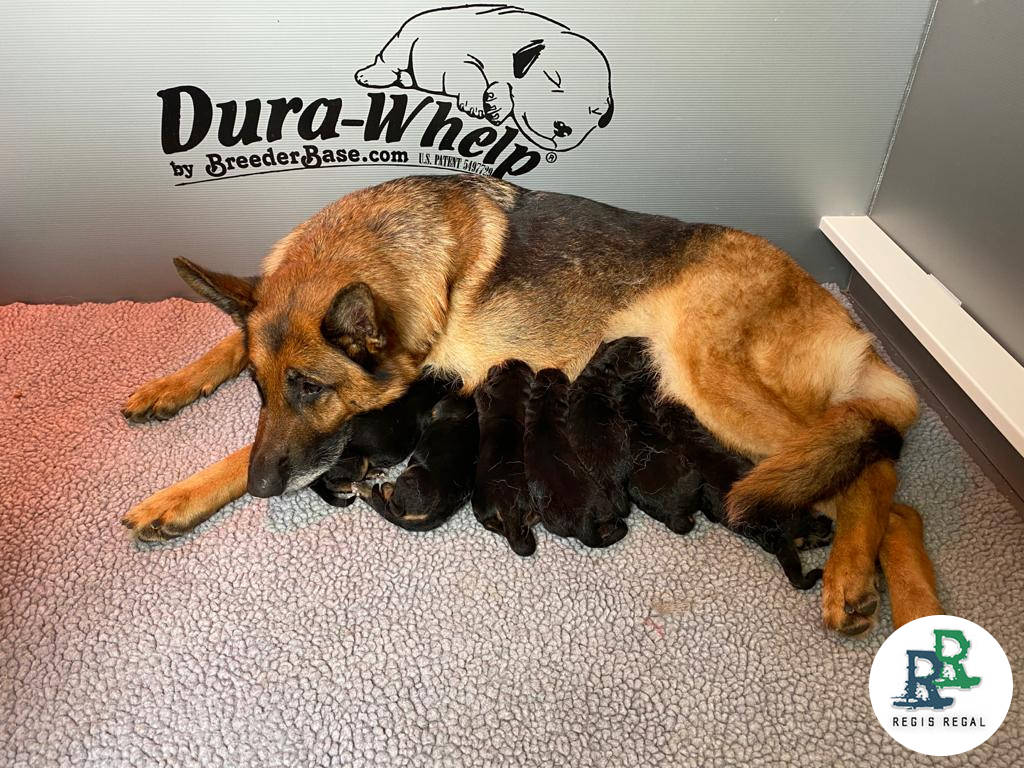 Whoopie with her litter of puppies