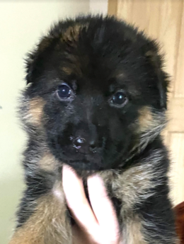 German Shepherds For Sale in Los Angeles - Regis Regal