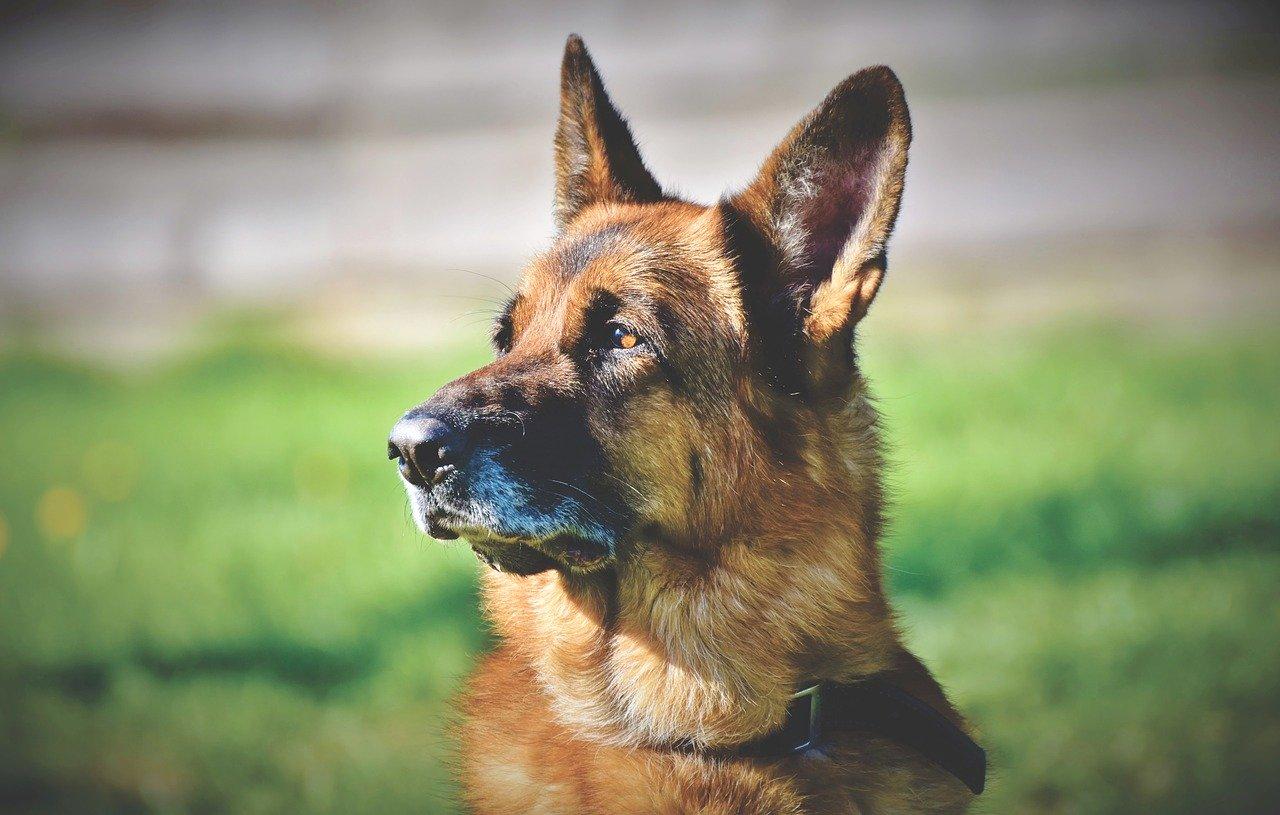 What to Look for When Choosing a German Shepherd Puppy