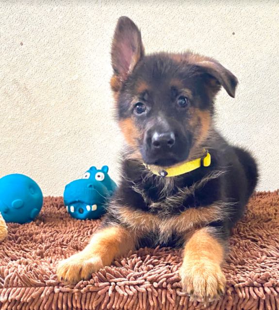 German Shepherd puppy