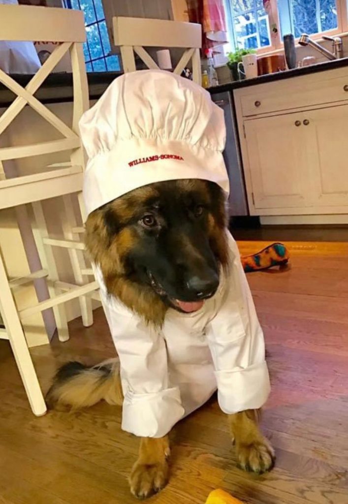 German Shepherd chef dog
