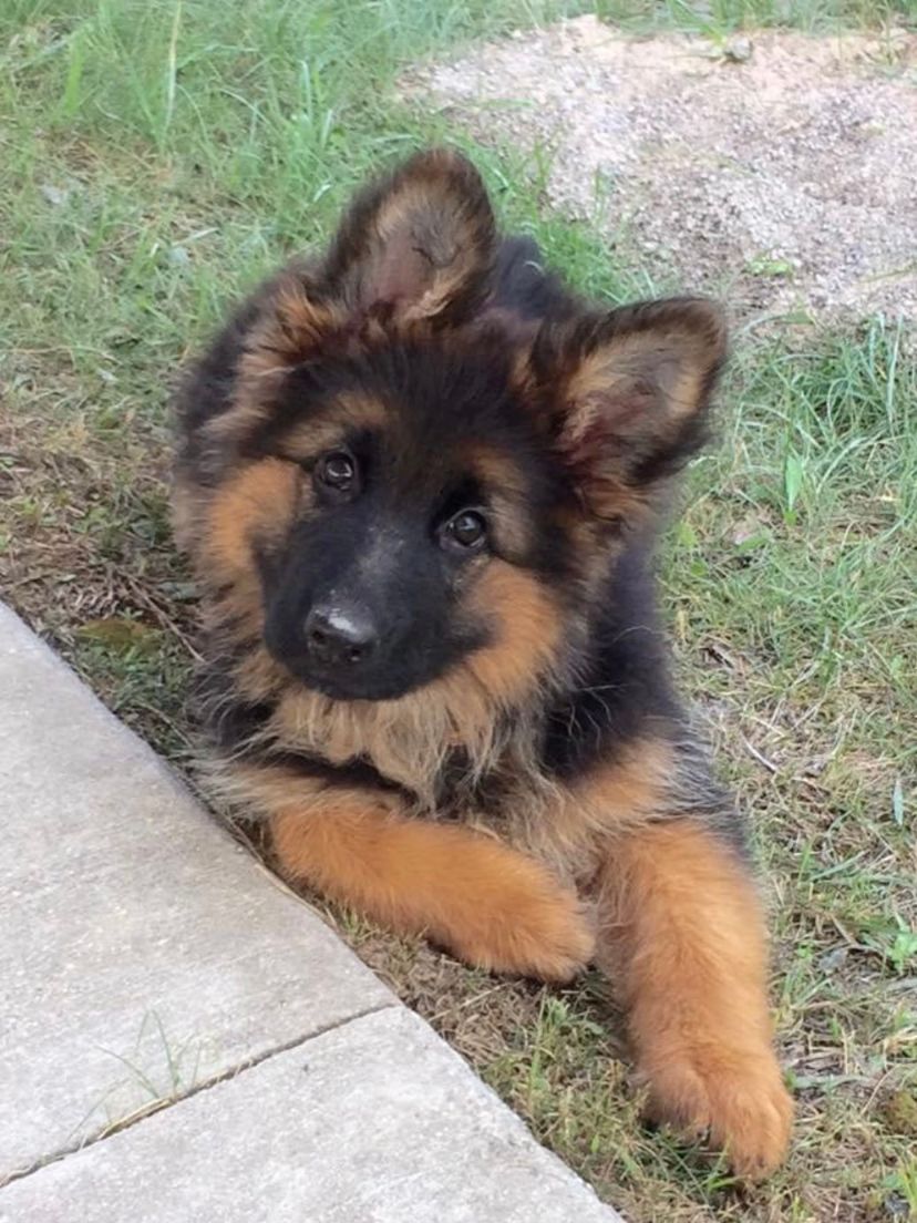 german shepherd with long hair