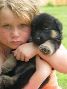 German Shepherd puppy with child