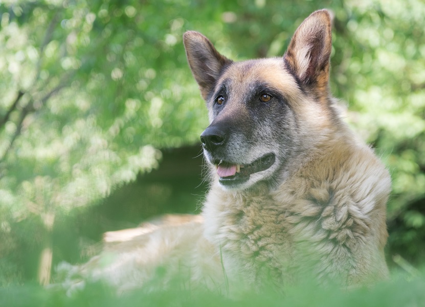 when is a german shepherd considered a senior?
