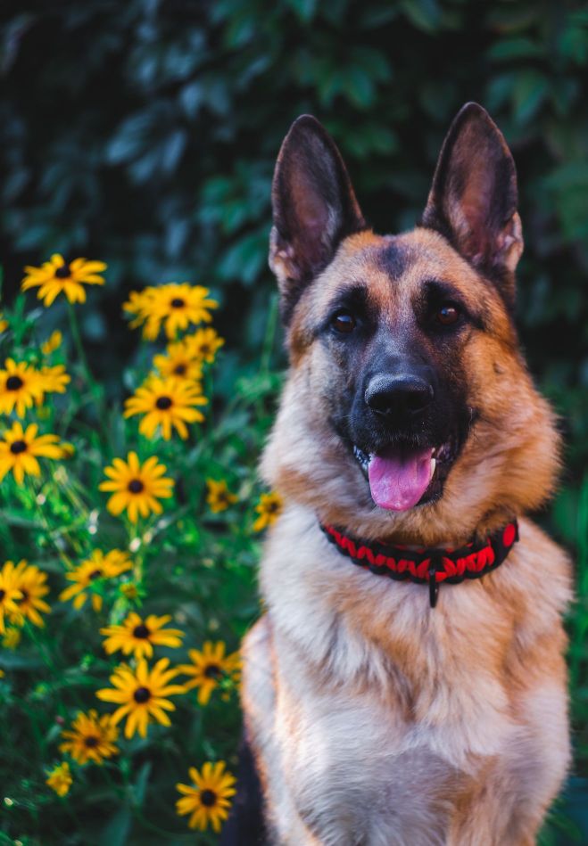 GSD sat with flowers