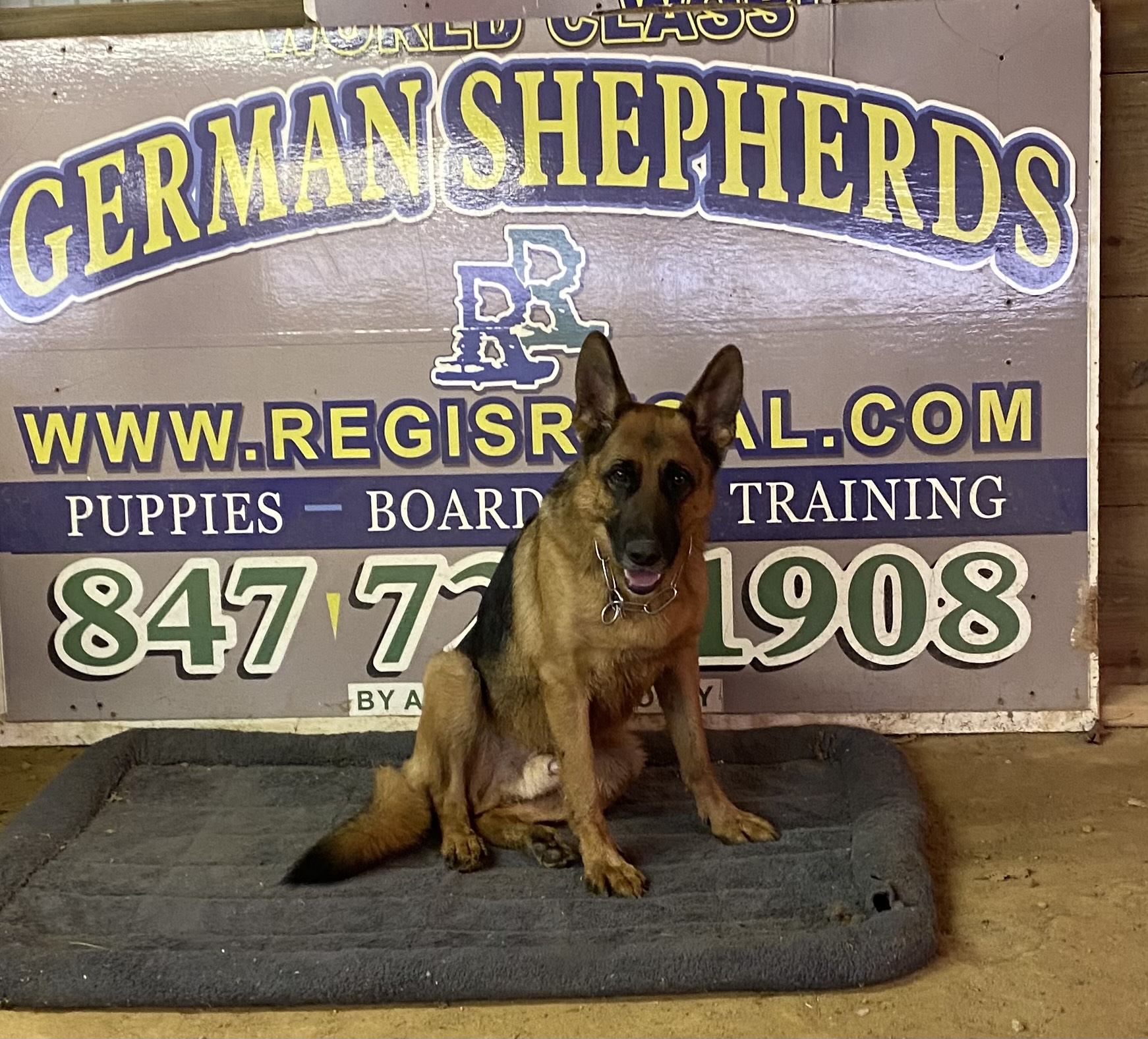 German Shepherd service dog