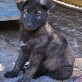 Dealing in both imported and American-bred German Shepherds
