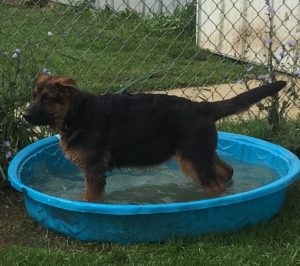 german shepherd in a pool