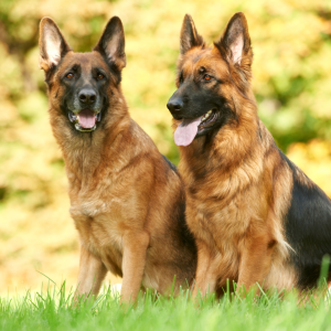 Long Haired Adult German Shepherd dogs at Regis Regal top training facility in Illinois.