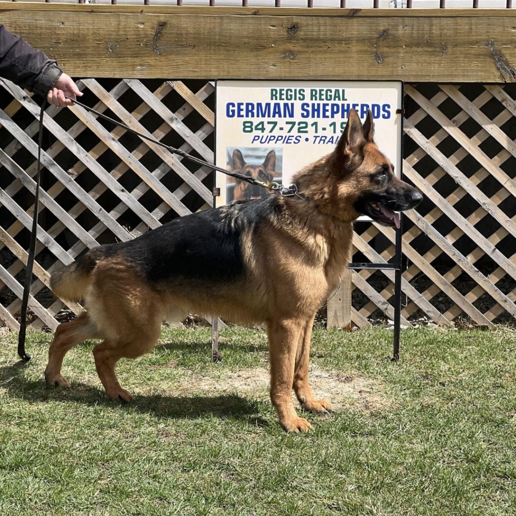 Ruger Vom Regis Regal was sold as a Guide Dog for the Blind, Hearing, & Mobility Impaired. 