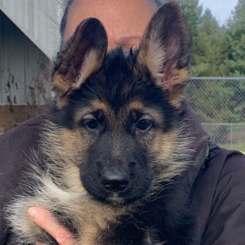 regis regal - sold male puppy 2 - sold page