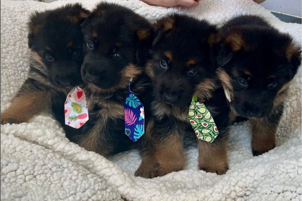 Regis Regal - Manni Park - Instagram puppies in line October 2022