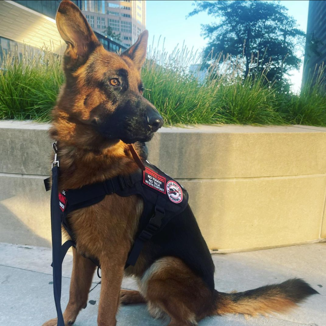 Manni Vom Regis Regal, one of our proud service dogs.  
