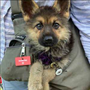 Regis Regal - Service Dog Puppy - October 2022