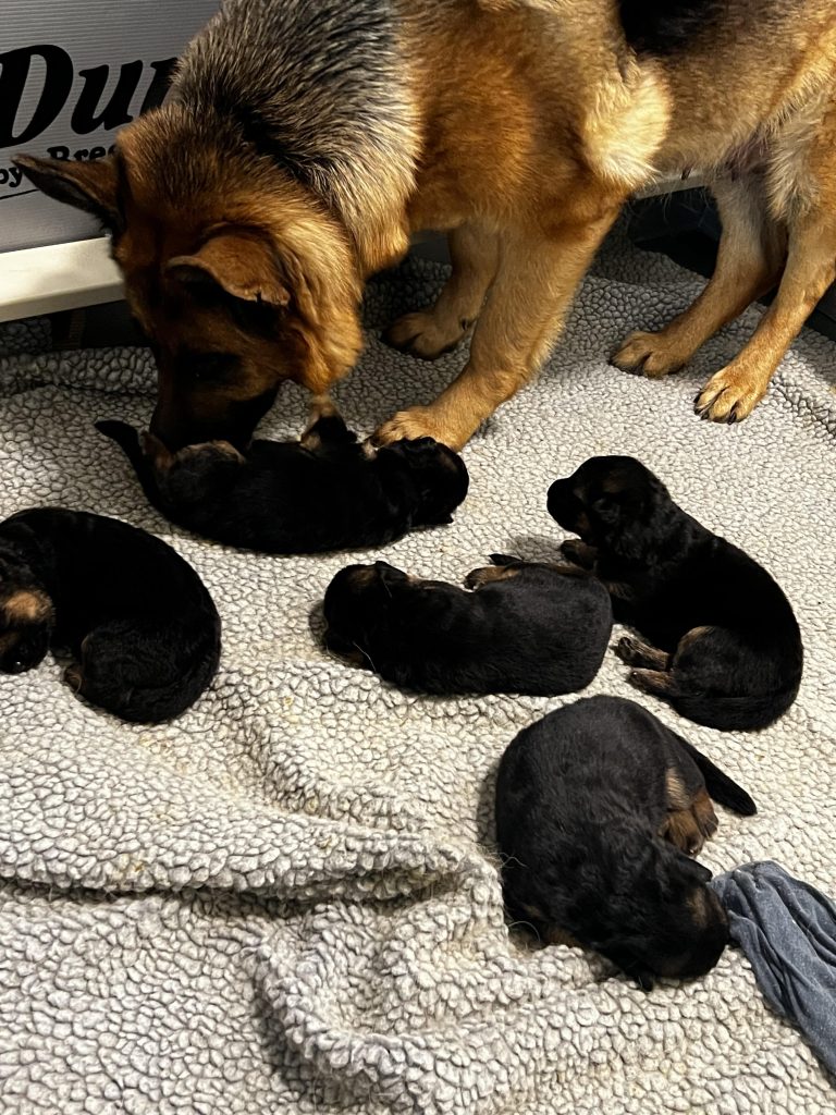 Dante puppies Born 3102023 1 Girl 4 Boys