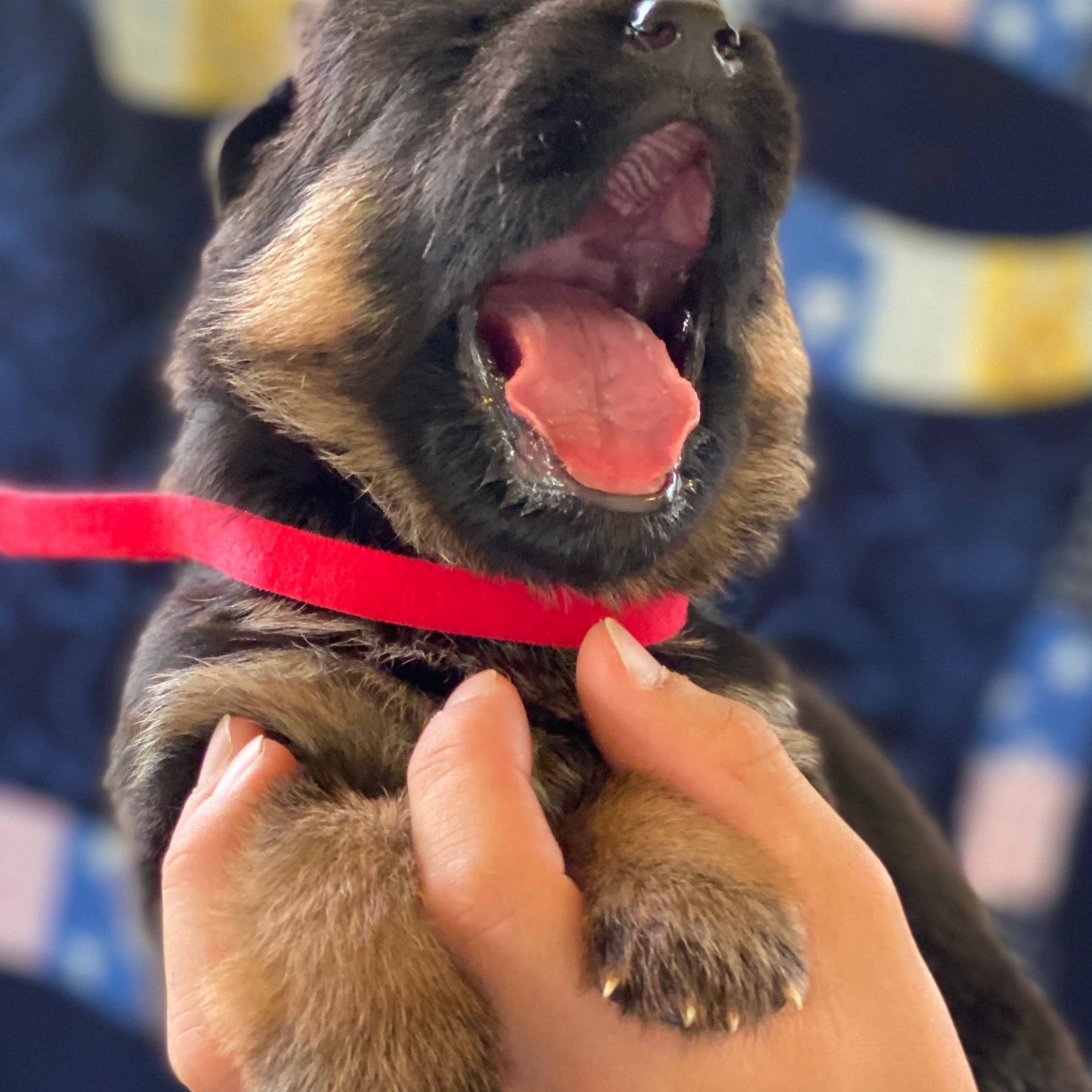 Female GSD puppies Chicago. Previous litters