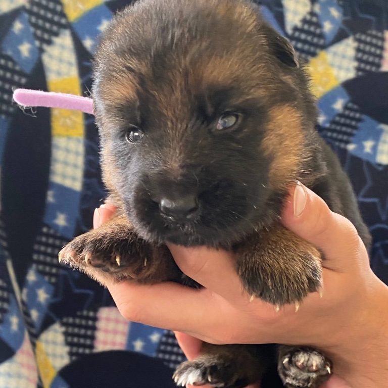 Female German Shepherd puppy for sale