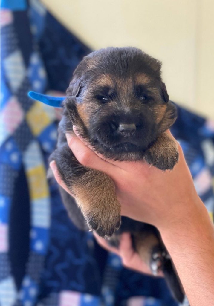 Male GSD puppy in Chicago